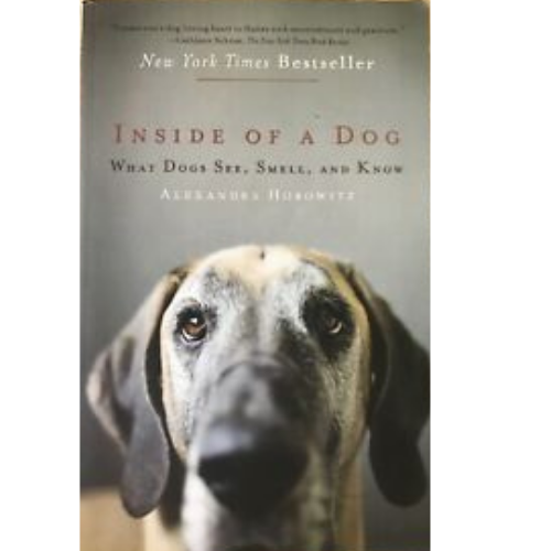 Inside of a Dog