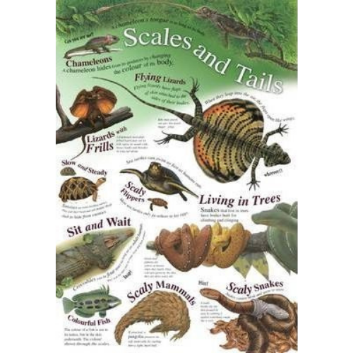Wall Chart