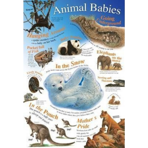 Wall Chart