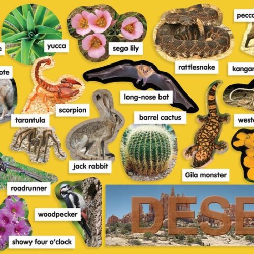 Mini Banner Desert Plants