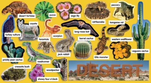 Mini Banner Desert Plants