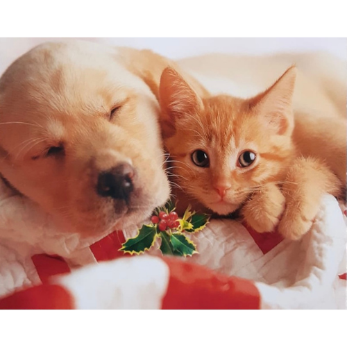 Cozy Feelings