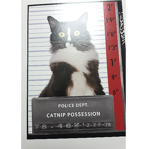 Catnip Possession