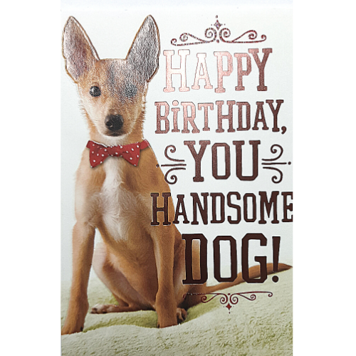 Handsome Dog!